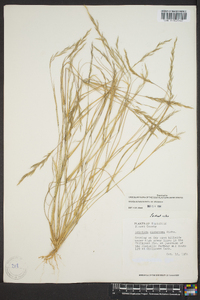 Aristida dichotoma image