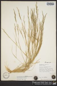 Aristida dichotoma image