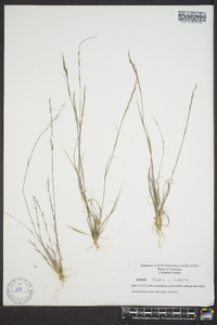 Aristida dichotoma image