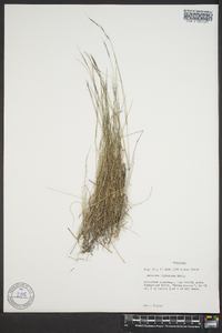 Aristida dichotoma image