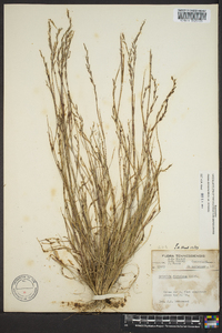 Aristida dichotoma image