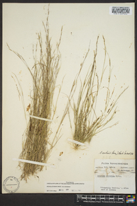 Aristida dichotoma image