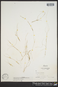 Aristida dichotoma image