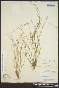 Aristida dichotoma image