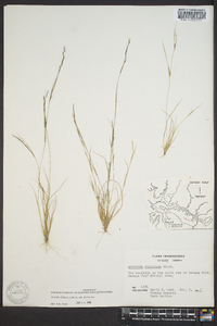 Aristida dichotoma image