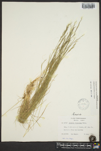 Aristida dichotoma image