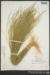 Aristida dichotoma image