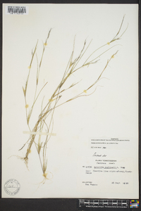 Aristida dichotoma image