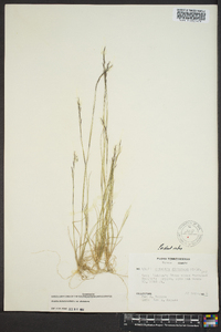 Aristida dichotoma image