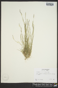 Aristida dichotoma image