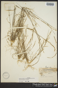 Aristida dichotoma image