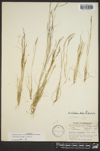 Aristida dichotoma image