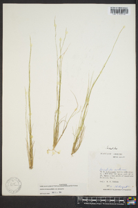 Aristida dichotoma image