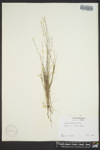 Aristida longespica image