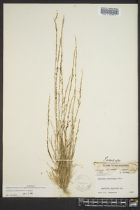 Aristida longespica image