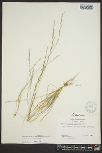 Aristida longespica image