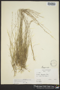 Aristida longespica image