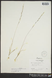 Aristida longespica image