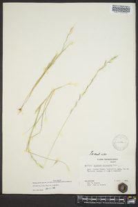 Aristida longespica image