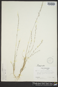 Aristida longespica image