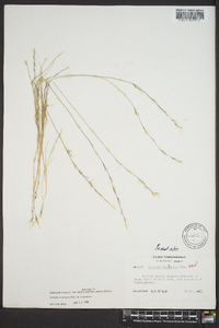 Aristida longespica image