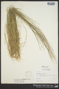 Aristida longespica image