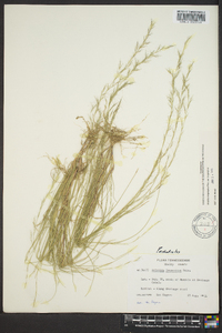 Aristida longespica image