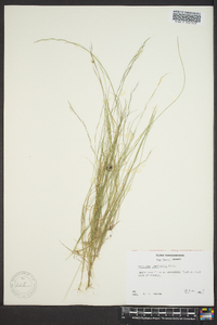 Aristida longespica image