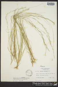 Aristida longespica var. geniculata image