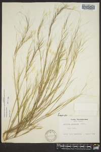 Aristida oligantha image