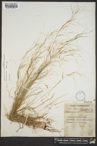 Aristida oligantha image