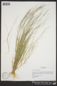 Aristida oligantha image