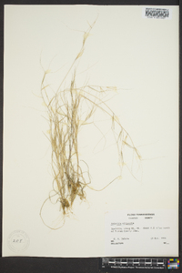 Aristida oligantha image