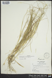 Aristida purpurascens image