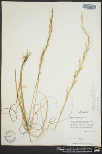 Aristida purpurascens image