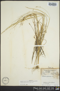 Aristida purpurascens image