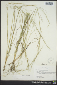 Aristida purpurascens image