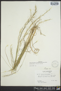 Aristida purpurascens image