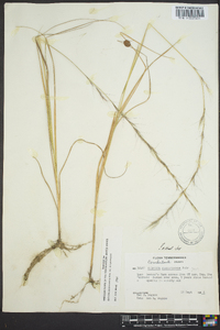 Aristida purpurascens image