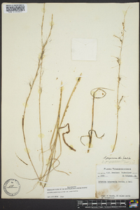 Aristida purpurascens image