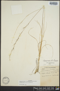 Aristida purpurascens image