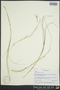 Aristida purpurascens image