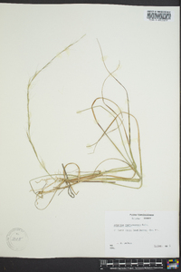 Aristida purpurascens image