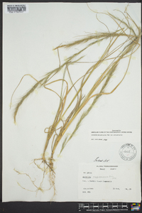 Aristida purpurascens image