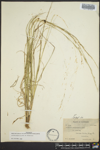 Aristida purpurascens image