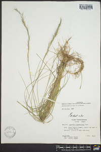 Aristida purpurascens image