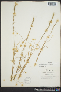 Aristida purpurascens image