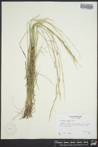 Aristida virgata image