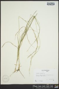 Aristida purpurascens image