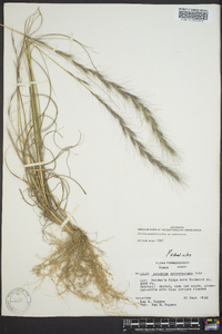 Aristida purpurascens image